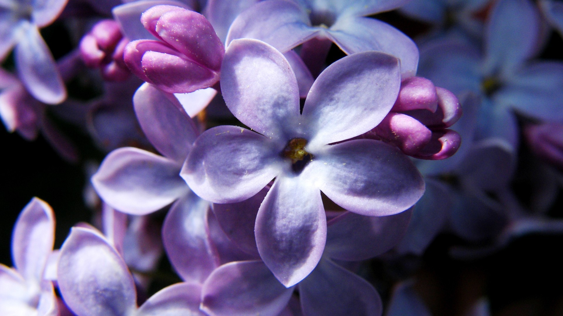 printemps fleur nature flore lavande floral pétale couleur bluming été jardin violet feuille pourpre belle