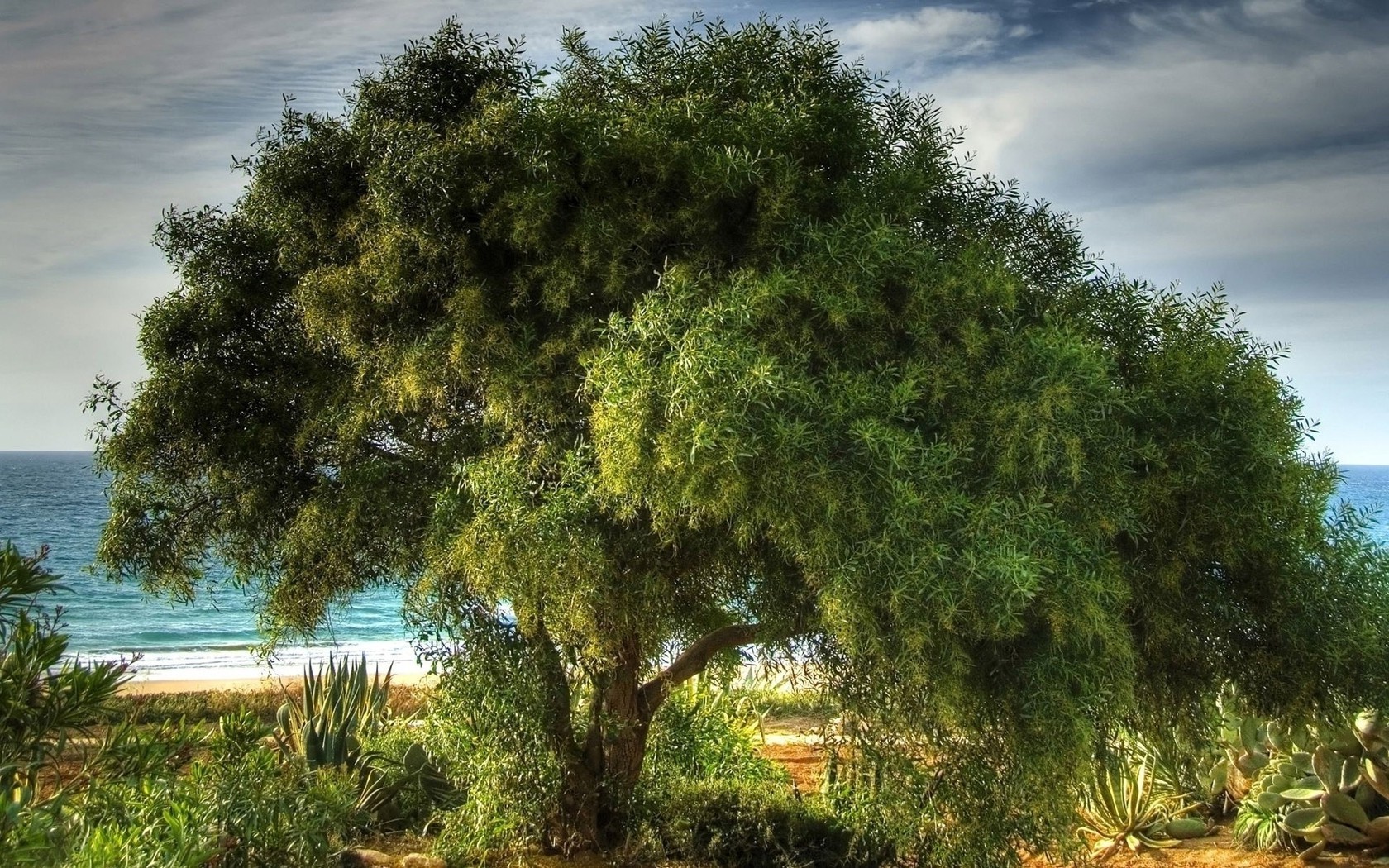 trees tree nature summer landscape sky wood leaf sun fair weather outdoors park flora water travel grass tropical scenic rural idyllic