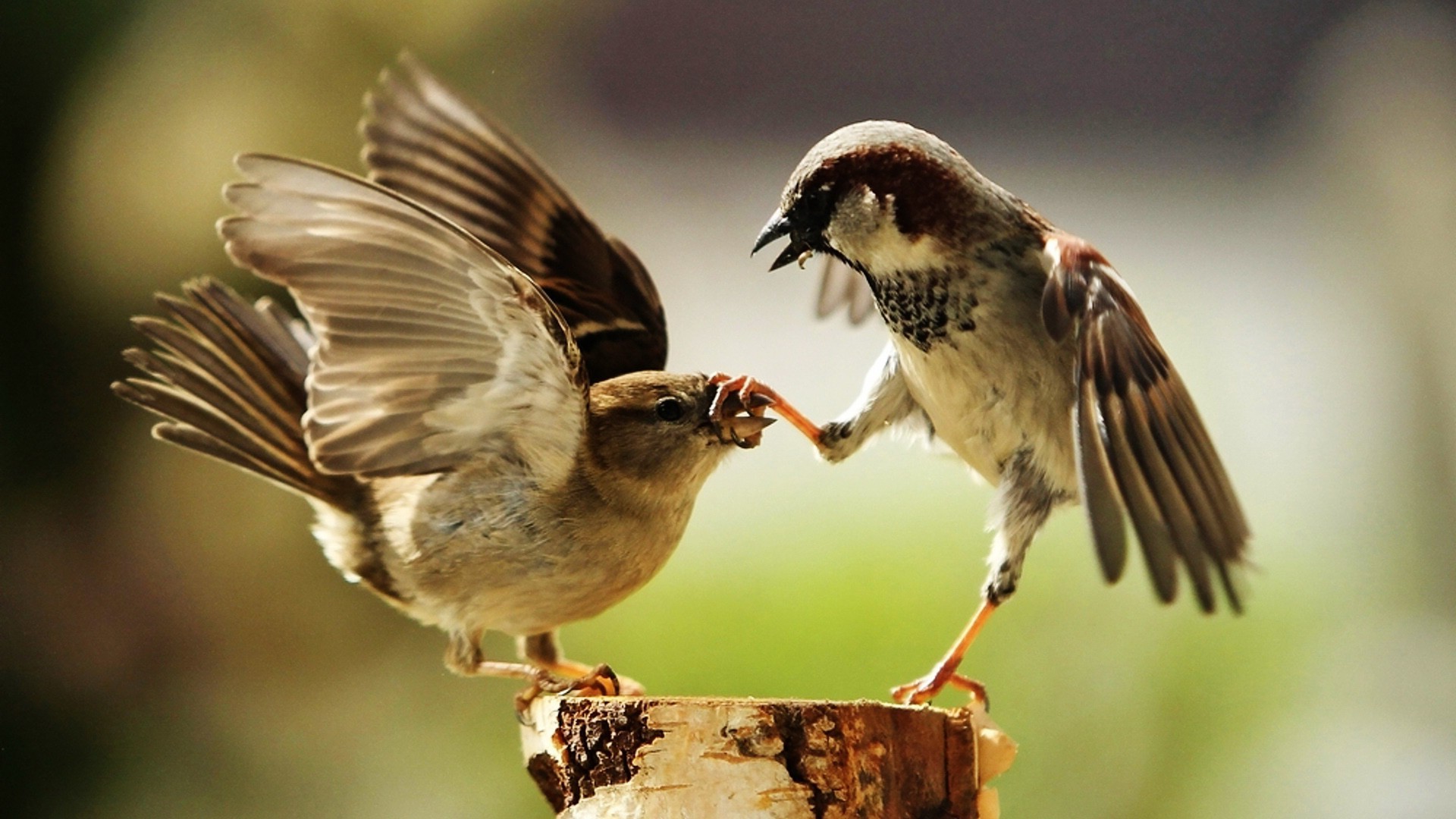 animals bird wildlife animal nature avian beak wild feather outdoors wing sparrow fly songbird little birdwatching flight ornithology