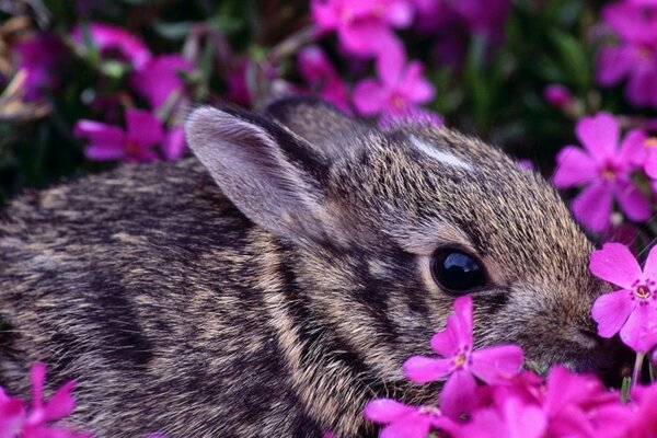 Ein kleines Kaninchen versteckt sich in Blumen