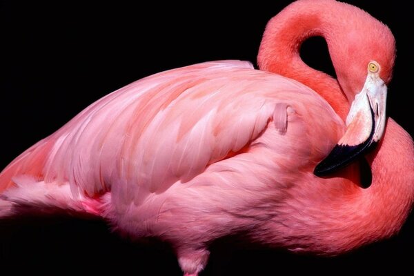 Graceful pink flamingo on a black background