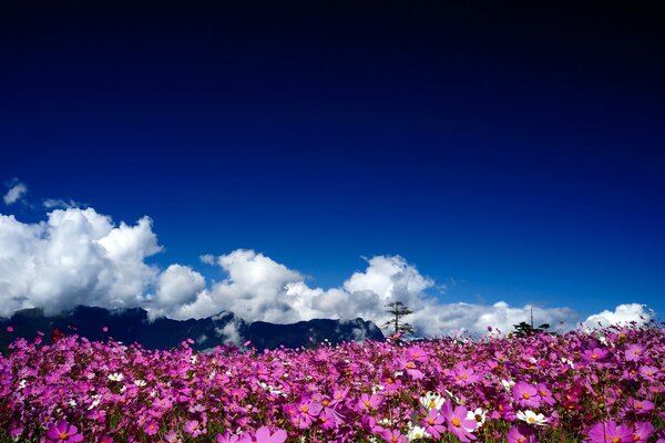 A field with pink flowers on a background of white clouds