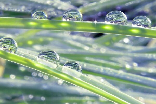 Raindrops on a blade of grass close-up