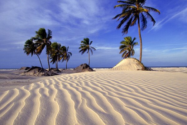 Palm trees of the desert among the sand