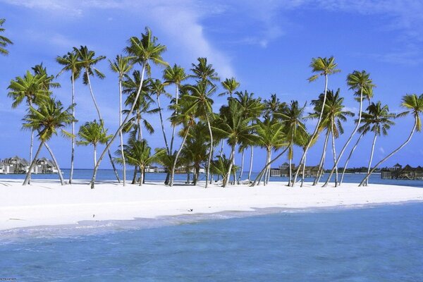 Tropical beach with palm trees by the sea