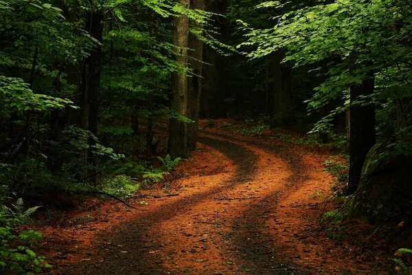 A mysterious path in a dense forest