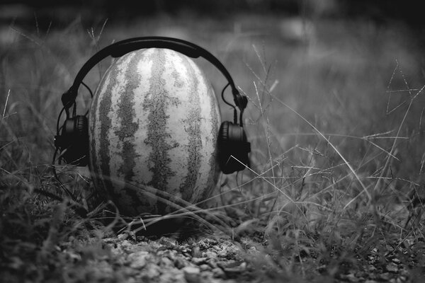 Black and white photos of watermelon in the grass