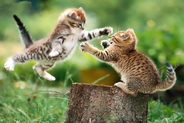 Two little kittens frolic in nature