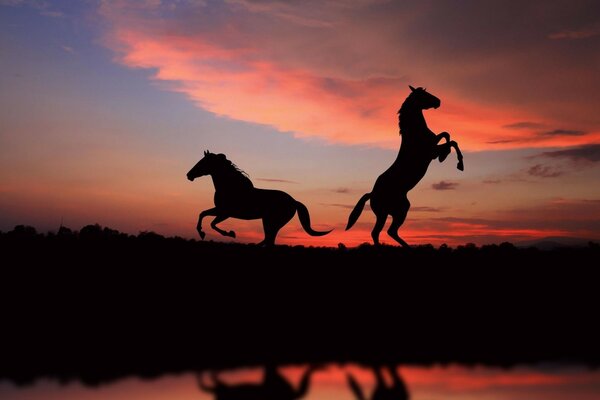 Los caballos golpean con pezuñas