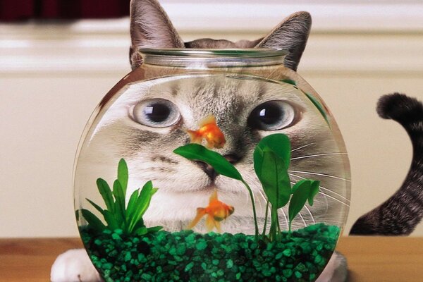 Cute fish and funny cat