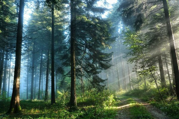 The morning rays of the sun shine through the branches