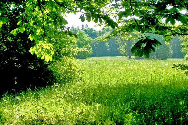 Campo campo ruso grande