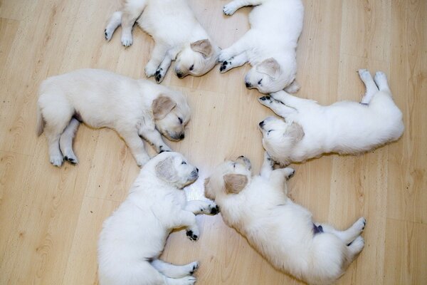 Pequeños cachorros dulces mienten