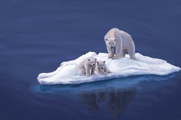 Polar bears swim on an ice floe