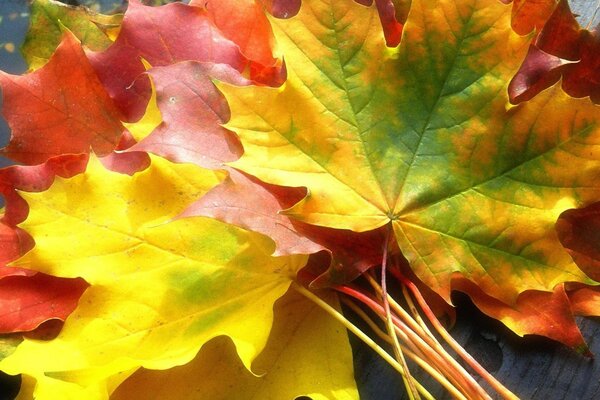 Herbst Ahornblätter in verschiedenen Farben