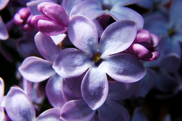 Flieder mit fünf Sternen. Frühling. Lila Stimmung. Makroaufnahme