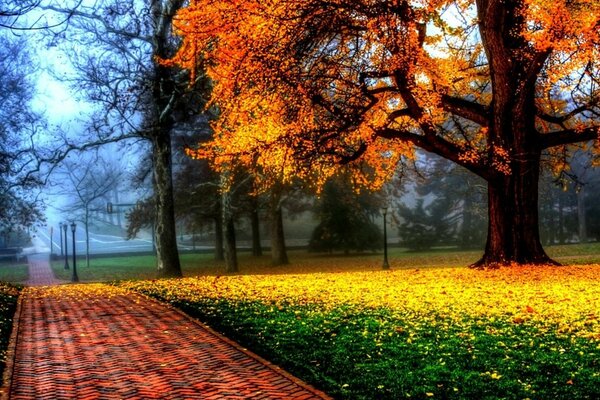 Automne jaune à venir sur l herbe verte