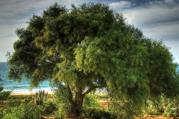 Coniferous tree on the background of a beautiful reservoir