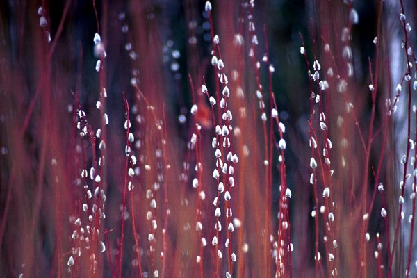 Simulation de bourgeons de saule pour le modèle de bureau