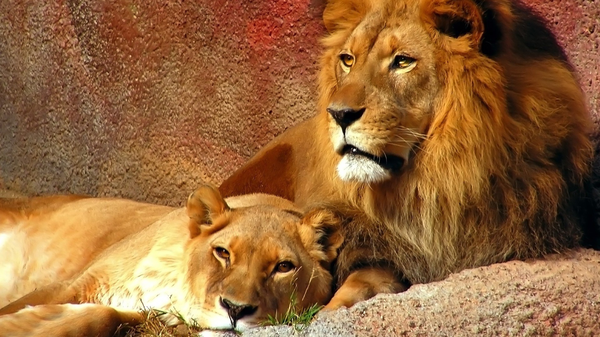 leones gato mamífero león vida silvestre depredador animal carnívoro salvaje safari piel naturaleza cazador retrato mane grande leona zoológico