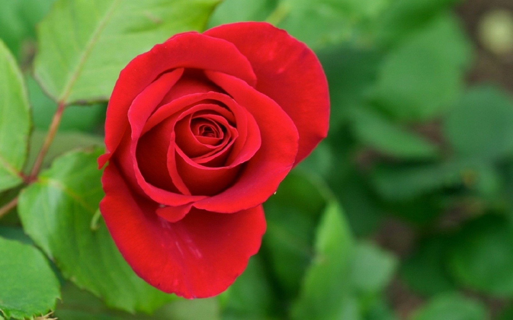 rosas naturaleza flor hoja pétalo flora romance amor bluming floral verano