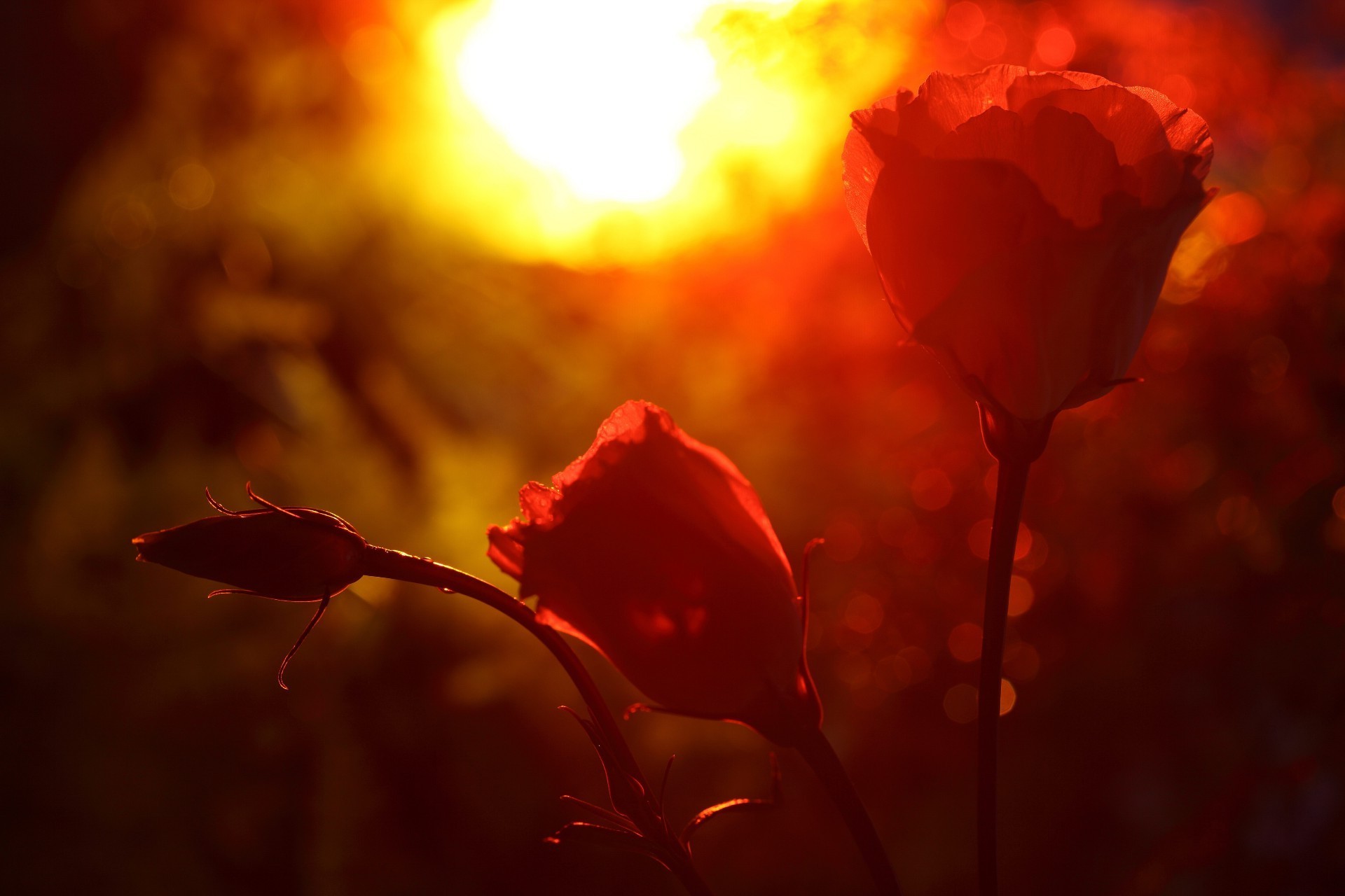 roses fleur flou nature coucher de soleil lumière rétro-éclairé poppy feuille aube couleur