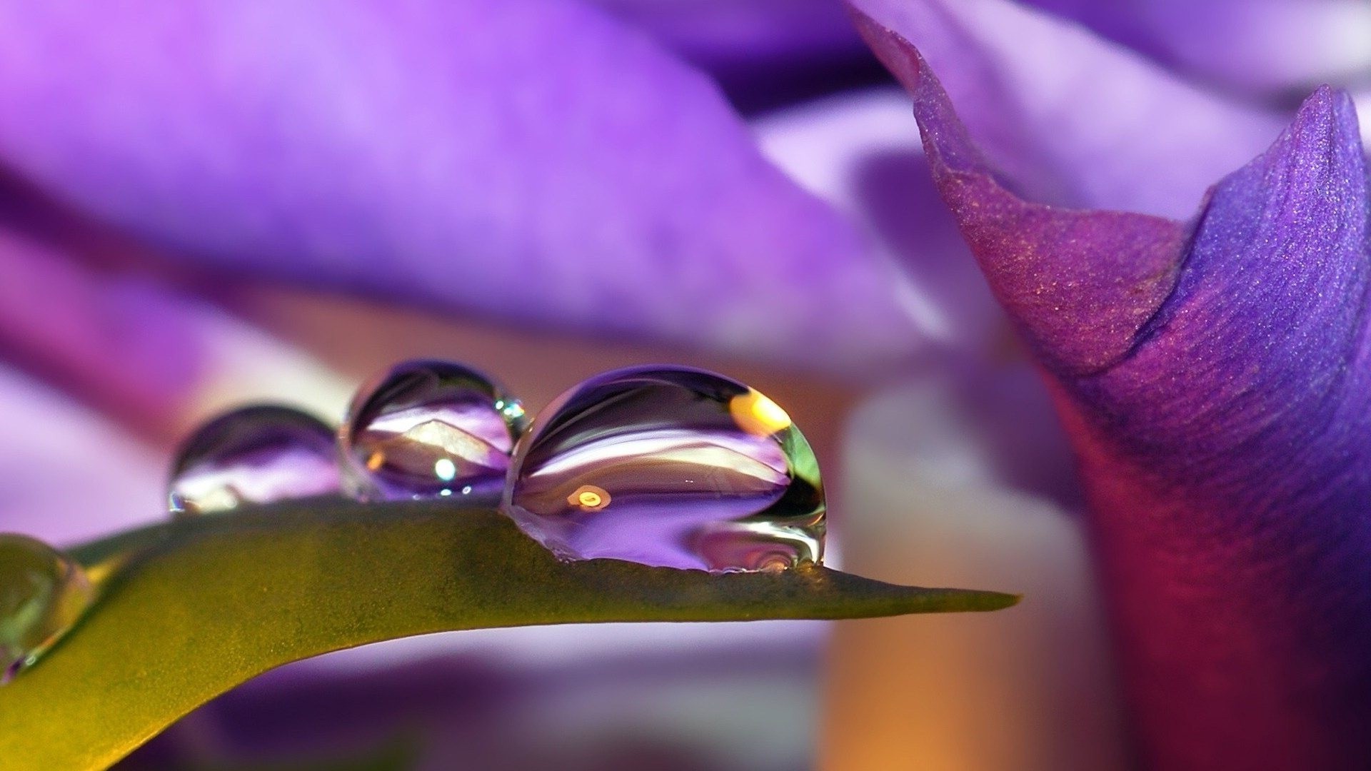 gotas y agua flor naturaleza flora desenfoque hoja violeta color dof boda verano hermoso pétalo luz jardín púrpura amor lluvia