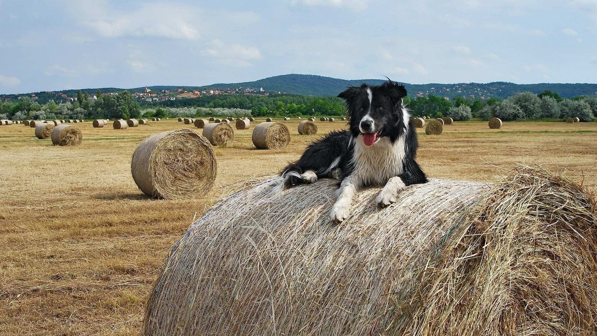 dogs farm agriculture hay rural countryside mammal grass nature field straw pasture landscape outdoors country summer hayfield sky