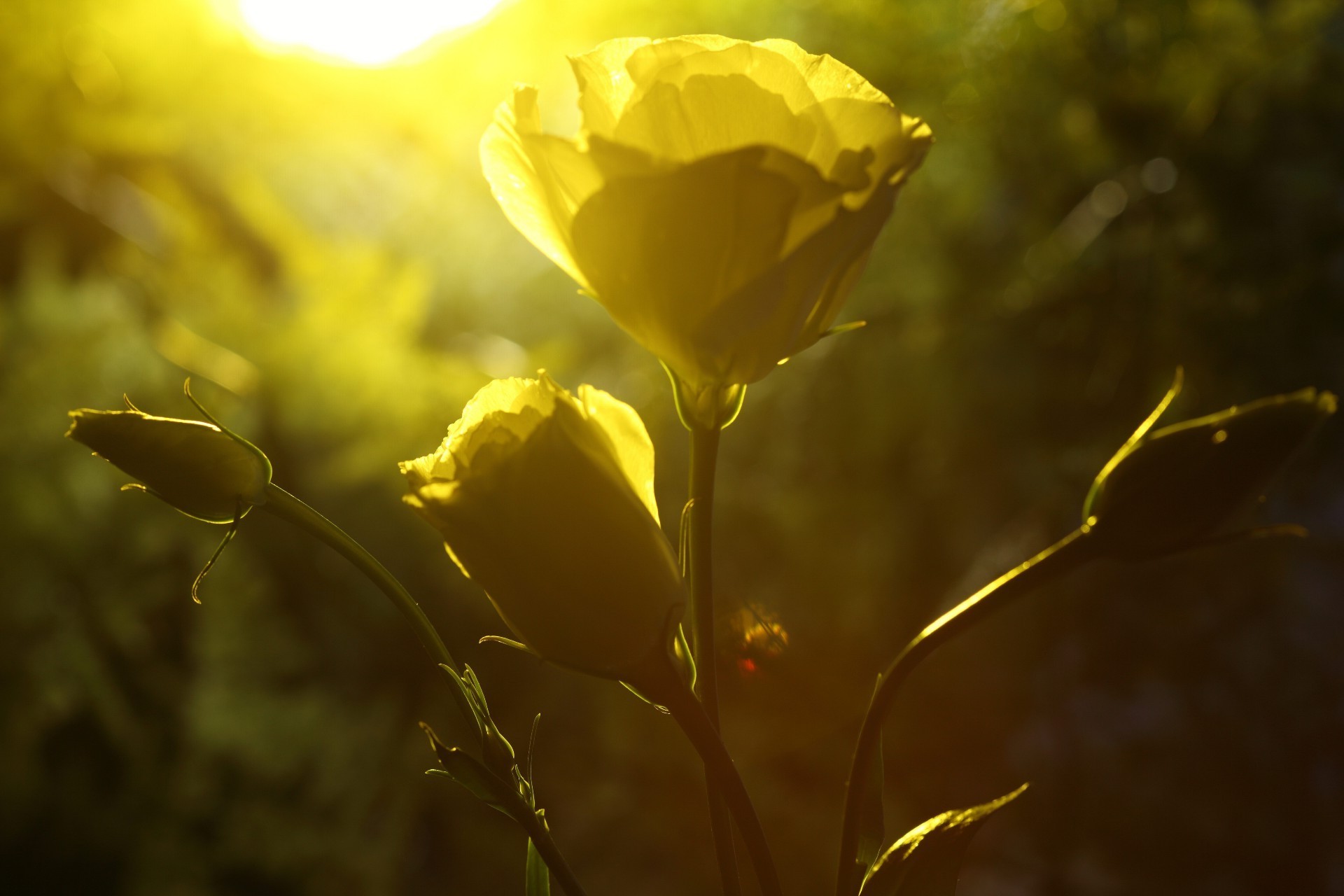 rose natura fiore foglia sfocatura flora colore bel tempo estate all aperto sole luce giardino autunno