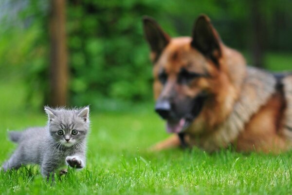 A German shepherd and a small gray kitten