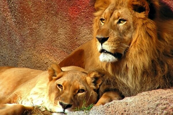 Lion et lionne en vacances