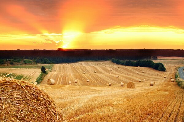 Foto von Weizen auf Sonnenuntergang Hintergrund