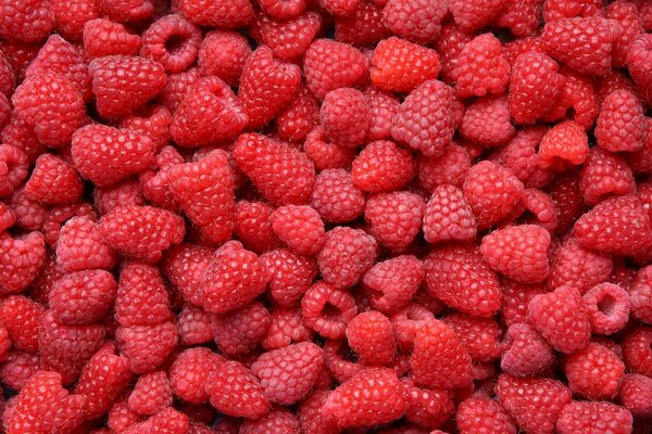 A whole desktop of ripe raspberries