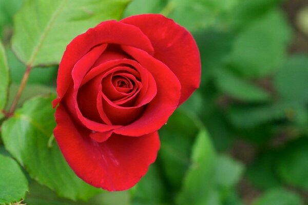 Rosa rojo espigas flor