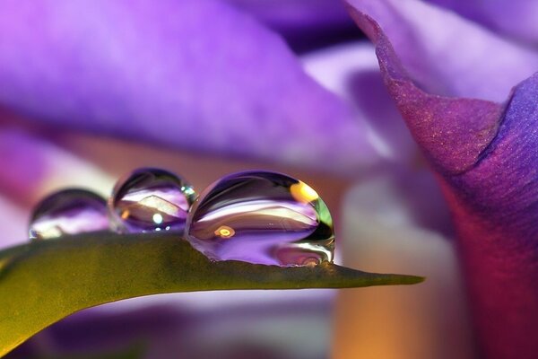 Gotas de rocío en pétalos de flores