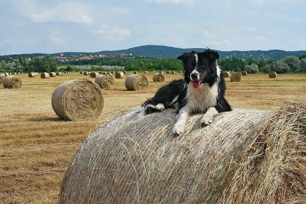 The dog is lying on a haystack