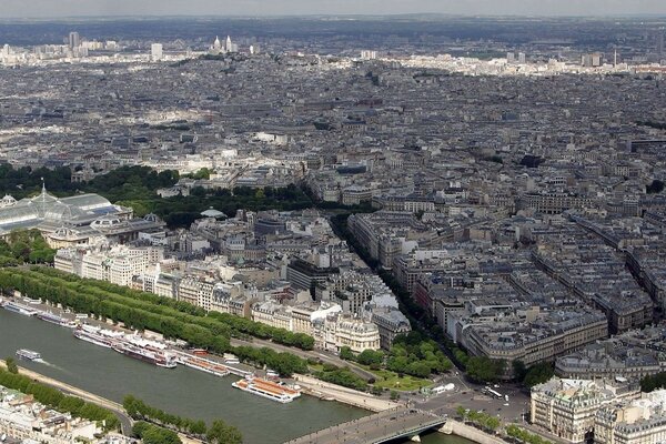 A city from a dog s eye view