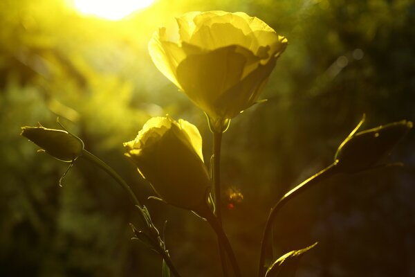 Belle rose floue dans la nature