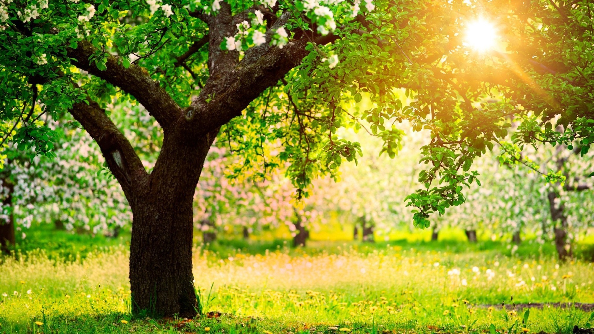 estate paesaggio natura albero erba stagione rurale sole foglia parco campagna giardino crescita bel tempo luminoso flora campo paese fiore alba