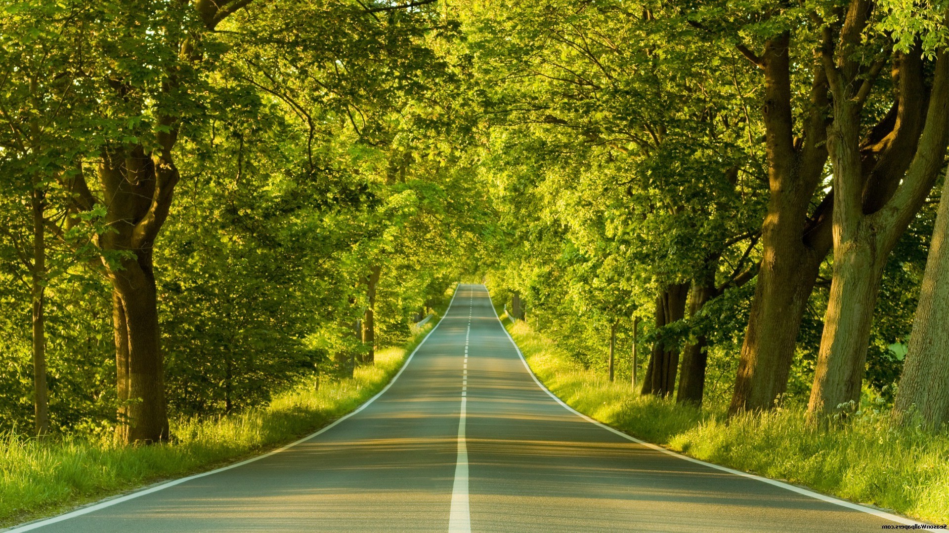 spring road guidance tree wood leaf nature rural landscape asphalt lane countryside summer outdoors fall perspective grass season bright empty