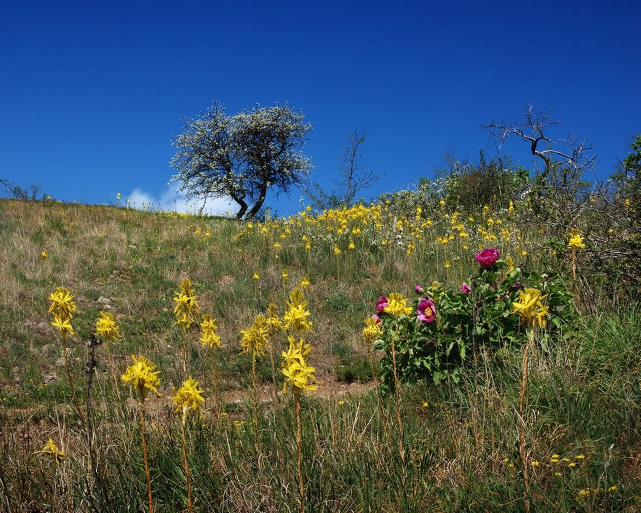 autumn landscape flower nature outdoors hayfield grassland summer flora field fair weather grass environment growth rural sky sun leaf