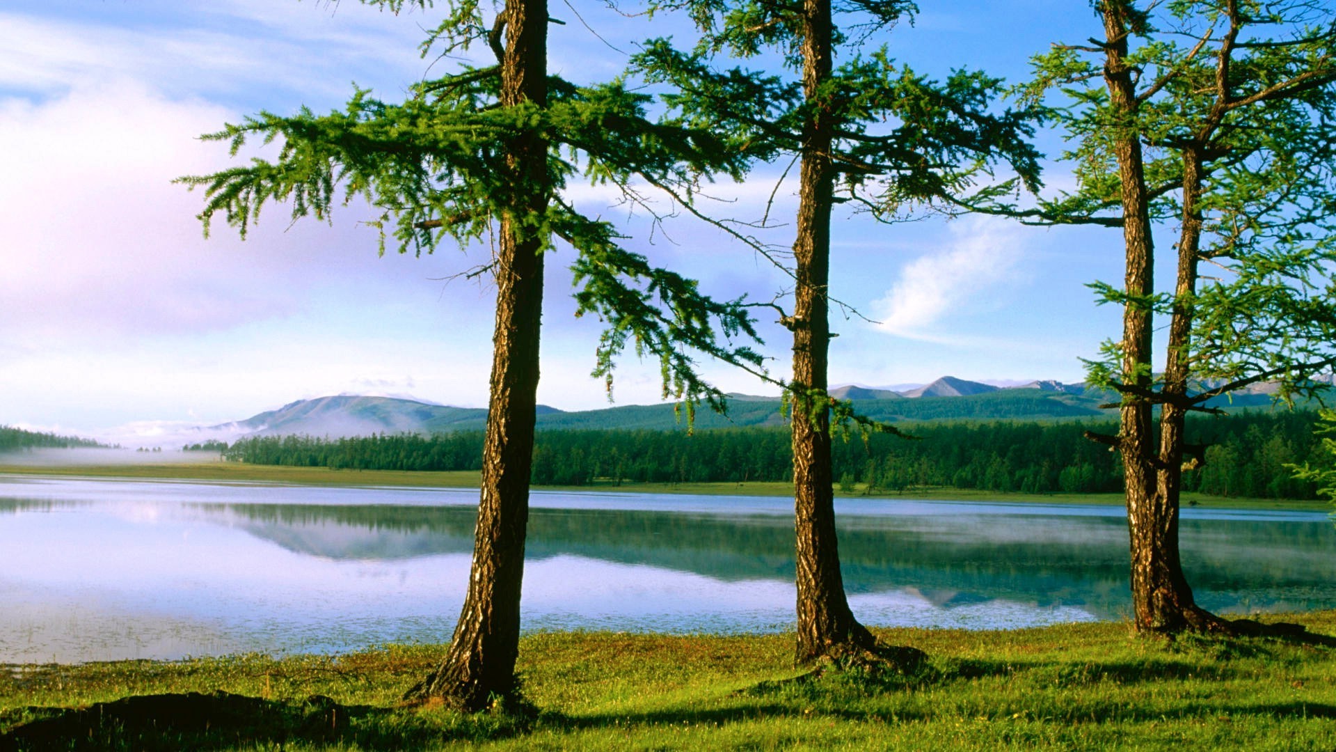 Деревья возле озера бесплатно