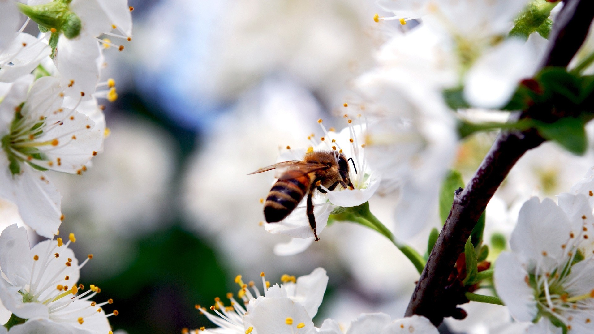 Весенние цветы с пчелой скачать