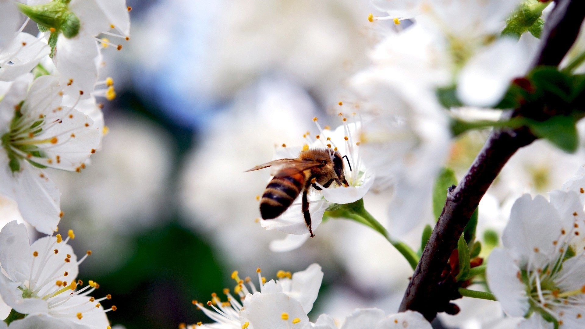 sommer biene blume insekt natur honig pollen bestäubung im freien kirsche bienen unschärfe gutes wetter apfel nektar wachstum blatt