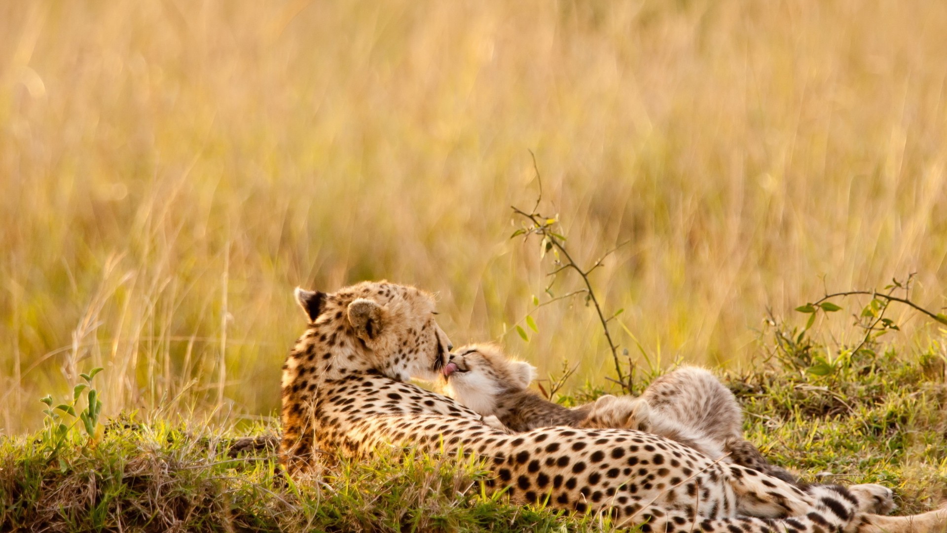 léopards faune guépard mammifère chat safari herbe sauvage nature prédateur animal mangeur de viande léopard réserve chasseur savane grand chat grand kruger mara