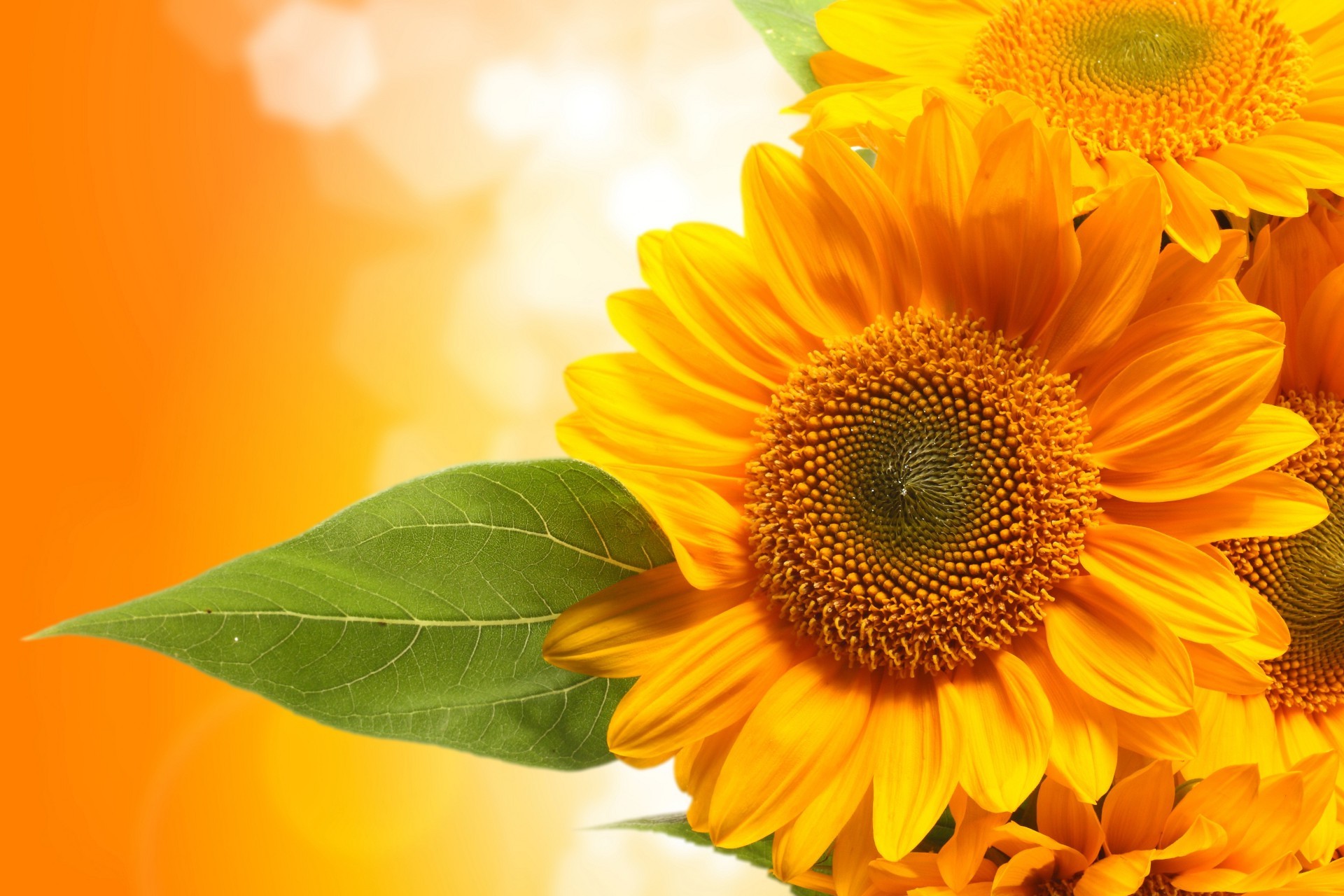 sunflowers nature flora flower bright summer leaf petal color sunflower growth beautiful garden pollen floral