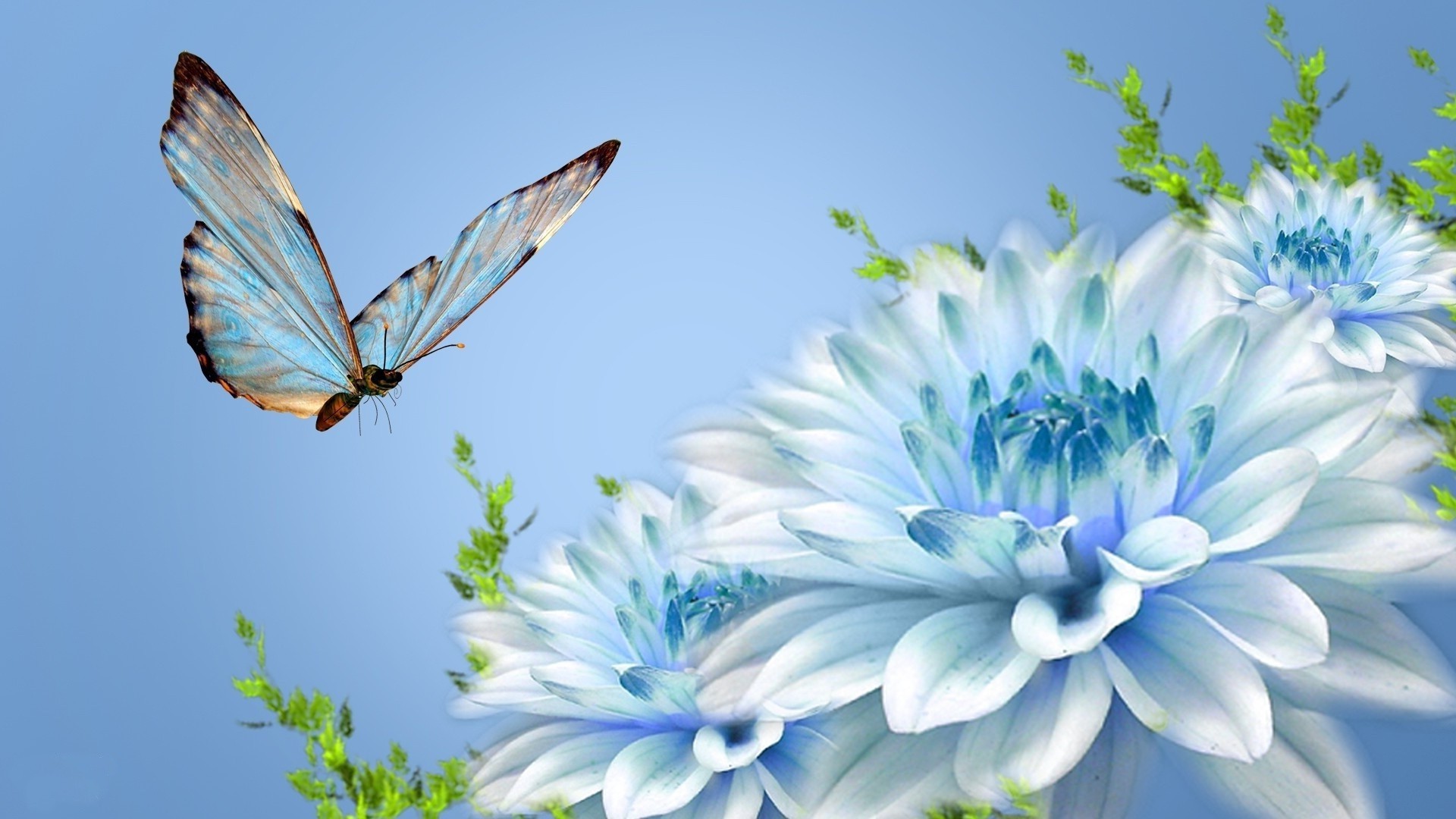 flowers nature butterfly flower summer beautiful flora garden color floral leaf delicate insect bright close-up desktop