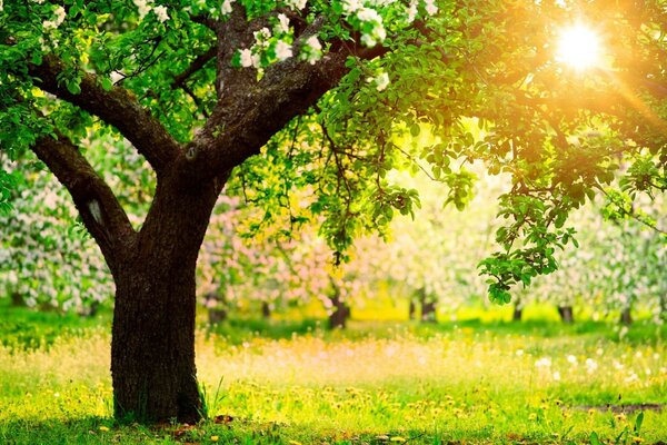 Trees with white flowers in the sun