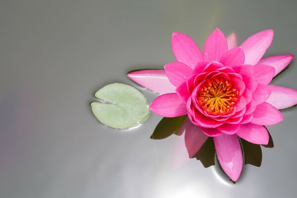 Helle Blumen auf grauem Hintergrund der Seerose