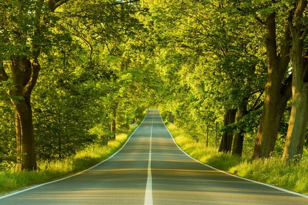 Spring road, the sun is playing in the foliage